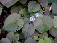 Ipomoea tricolor all-t.JPG